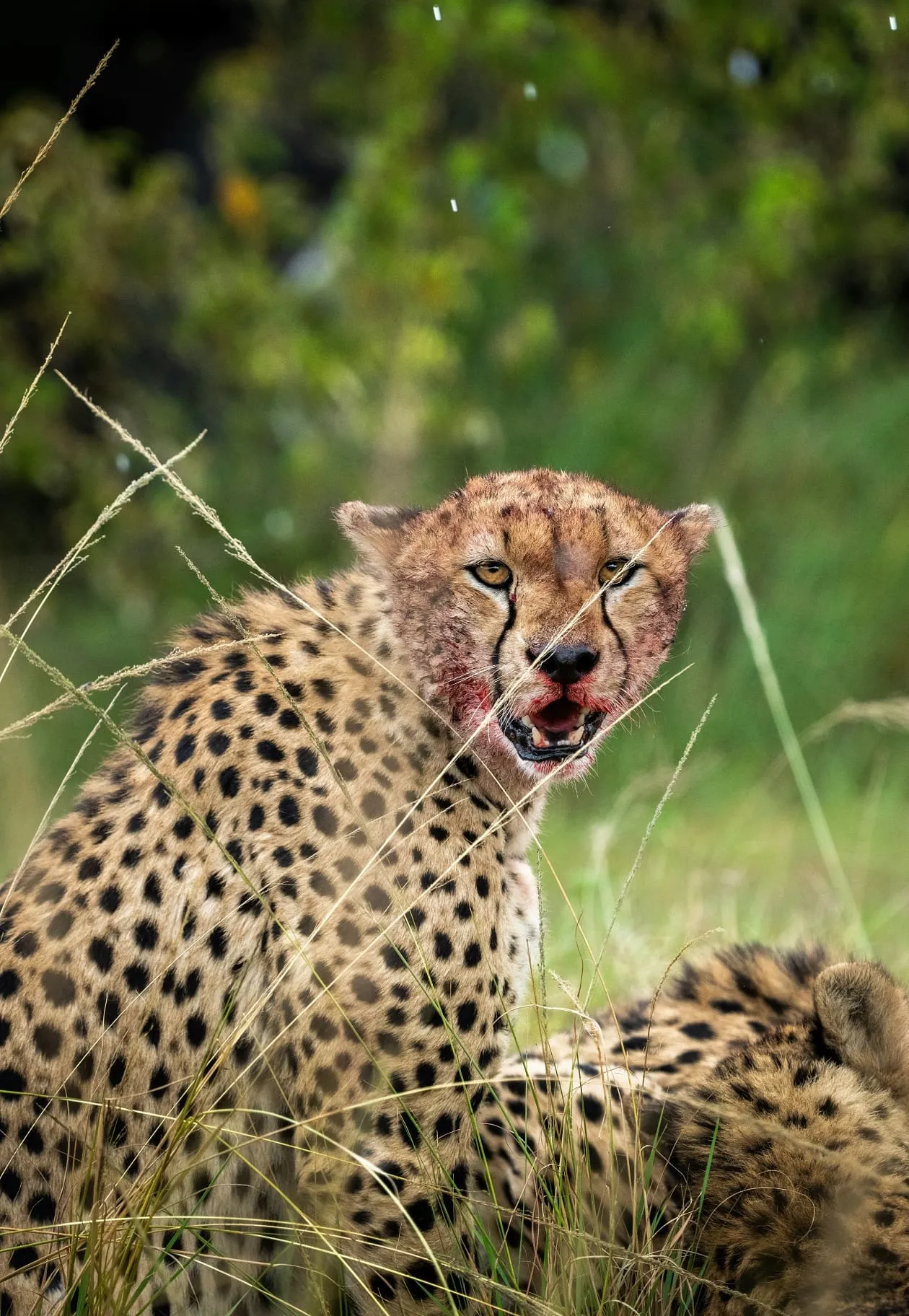 Safari vehicle on a Tanzania wildlife route