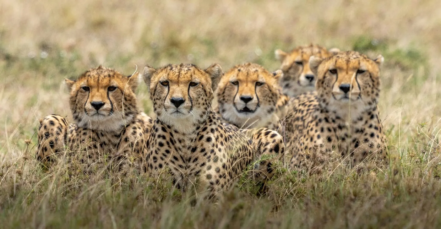 Open savannah landscape in East Africa